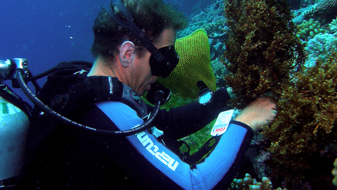 lizard andyhoey transplanting seaweed